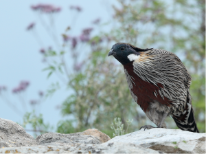 Koklass Pheasant, 勺鸡, Pucrasia macrolopha-gallery-