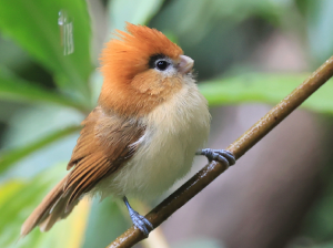 Pale-billed Parrotbill, 黑眉鸦雀, Chleuasicus atrosuperciliaris-gallery-