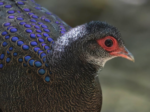 Germain's Peacock-Pheasant, 眼斑孔雀雉, Polyplectron germaini-gallery-