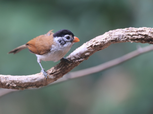 Black-headed Parrotbill, 黑头鸦雀, Psittiparus margaritae-gallery-