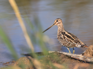 Common Snipe, 扇尾沙锥, Gallinago gallinago-gallery-