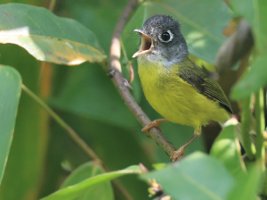 Grey-cheeked Warbler, 灰脸鹟莺, Phylloscopus poliogenys-gallery-