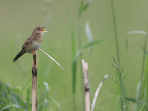 Common Grasshopper Warbler, 黑斑蝗莺, Locustella naevia-gallery-