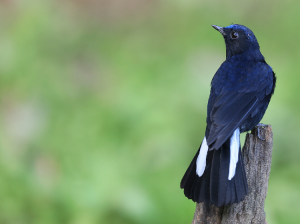 White-tailed Robin, 白尾蓝地鸲, Myiomela leucura-gallery-