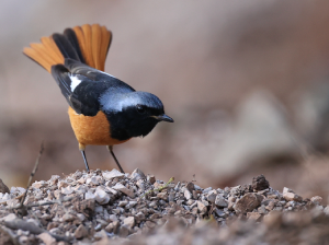 Daurian Redstart, 北红尾鸲, Phoenicurus auroreus-gallery-