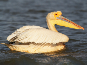 Great White Pelican, 白鹈鹕, Pelecanus onocrotalus-gallery-