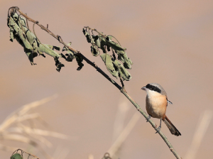 Long-tailed Shrike, 棕背伯劳, Lanius schach-gallery-