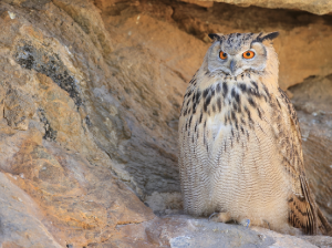 Eurasian Eagle-owl, 雕鸮, Bubo bubo-gallery-