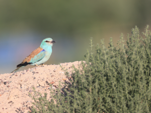 European Roller, 蓝胸佛法僧, Coracias garrulus-gallery-