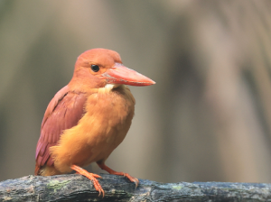 Ruddy Kingfisher, 赤翡翠, Halcyon coromanda-gallery-