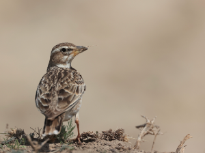 Bimaculated Lark, 二斑百灵, Melanocorypha bimaculata-gallery-