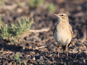 Tawny Pipit, 平原鹨, Anthus campestris-gallery-