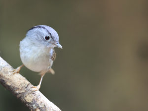 Mountain Fulvetta, 山雀鹛, Alcippe peracensis-gallery-