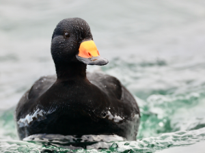 Black Scoter, 黑海番鸭, Melanitta americana-gallery-