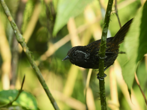 Sikkim Wedge-billed Wren-Babbler, 黑胸楔嘴鹩鹛, Sphenocichla humei-gallery-