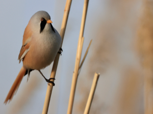 Bearded Reedling, 文须雀, Panurus biarmicus-gallery-