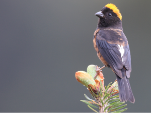 Golden-naped Finch, 金枕黑雀, Pyrrhoplectes epauletta-gallery-