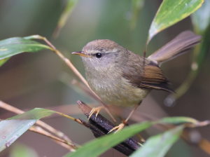 Yellow-bellied Bush Warbler, 黄腹树莺, Horornis acanthizoides-gallery-