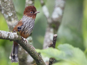 Taiwan Barwing, 台湾班翅鹛, Actinodura morrisoniana-gallery-