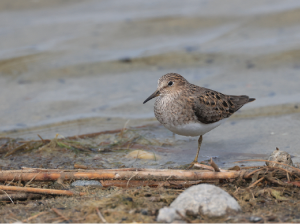 Temminck’s Stint, 青脚滨鹬, Calidris temminckii-gallery-