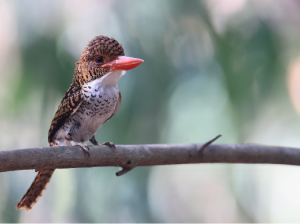 Banded Kingfisher, 横斑翠鸟, Lacedo pulchella-gallery-