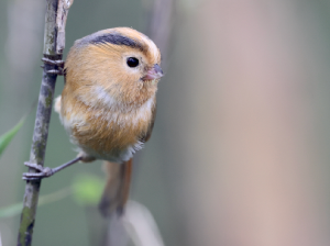 Fulvous Parrotbill, 黄额鸦雀, Suthora fulvifrons-gallery-