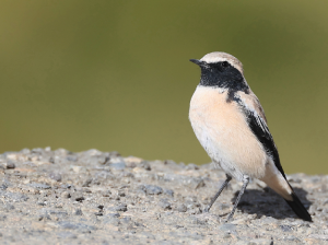 Desert Wheatear, 漠, Oenanthe deserti-gallery-