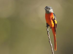 Grey-chinned Minivet, 灰喉山椒鸟, Pericrocotus solaris-gallery-