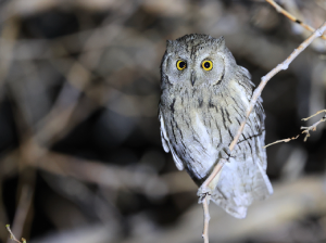 Pallid Scops Owl, 纵纹角鸮, Otus brucei-gallery-