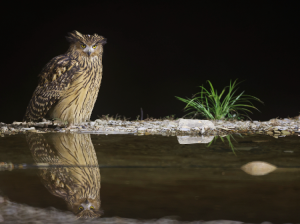 Tawny Fish Owl, 黄腿渔鸮, Ketupa flavipes-gallery-