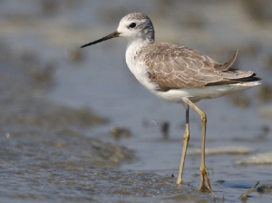 Marsh Sandpiper, 泽鹬, Tringa stagnatilis-gallery-