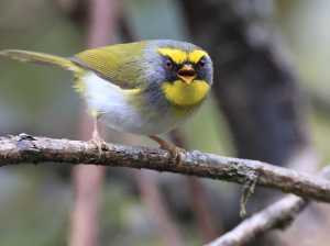 Black-faced Warbler, 黑脸鹟莺, Abroscopus schisticeps-gallery-