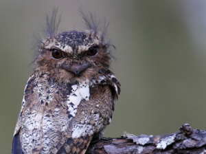 Hodgson's Frogmouth, 黑顶蟆口鸱, Batrachostomus hodgsoni-gallery-