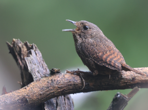 Spotted Elachura, 丽星鹩鹛, Elachura formosa-gallery-