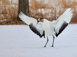 Red-crowned Crane, 丹顶鹤, Grus japonensis-gallery-