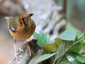 Orange-headed Thrush, 橙头地鸫, Geokichla citrina-gallery-