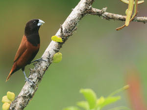 Chestnut Munia, 栗腹文鸟, Lonchura atricapilla-gallery-