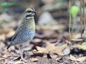 Blue Pitta, 蓝八色鸫, Hydrornis cyaneus-gallery-