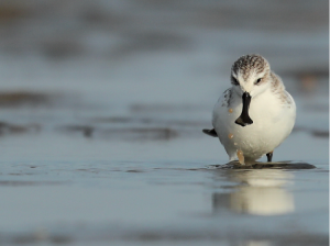 Spoon-billed Sandpiper, 勺嘴鹬, Calidris pygmaea-gallery-