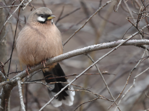 Snowy-cheeked Laughingthrush, 黑额山噪鹛, Ianthocincla sukatschewi-gallery-