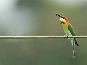 Chestnut-headed Bee-eater, 栗头蜂虎, Merops leschenaulti-gallery-