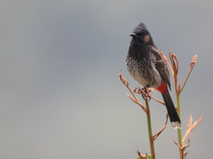 Red-vented Bulbul, 黑喉红臀鹎, Pycnonotus cafer-gallery-