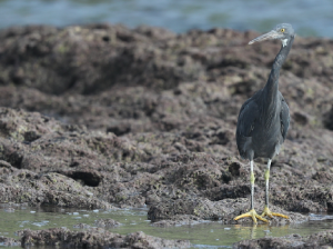 Pacific Reef Heron, 岩鹭, Egretta sacra-gallery-