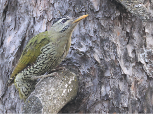 Scaly-bellied Woodpecker, 鳞腹绿啄木鸟, Picus squamatus-gallery-