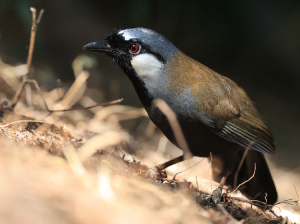 Black-throated Laughingthrush, 黑喉噪鹛, Pterorhinus chinensis-gallery-