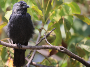 Western Jackdaw, 寒鸦, Coloeus monedula-gallery-