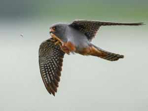 Red-footed Falcon, Red-footed Falcon, Falco vespertinus-gallery-