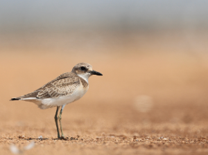 Lesser Sand Plover, 蒙古沙鸻, Charadrius mongolus-gallery-