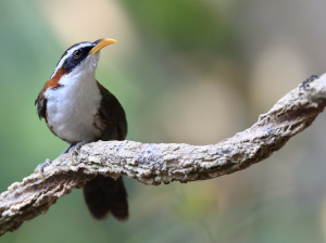 White-browed Scimitar Babbler, 灰头钩嘴鹛, Pomatorhinus schisticeps-gallery-