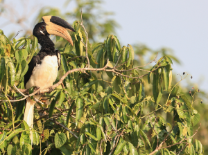 Malabar Pied Hornbill, 印度冠斑犀鸟, Anthracoceros coronatus-gallery-